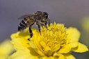 Pszczelarstwo i produkty pszczele